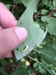 Craneiobia tuba