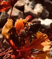 Apiomerus flaviventris