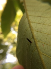 Caryomyia subulata