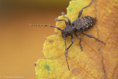 Plectrura spinicauda