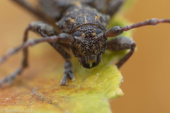 Plectrura spinicauda