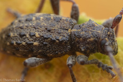 Plectrura spinicauda