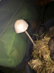 Fungi