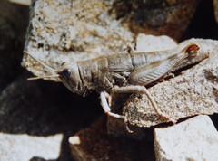 Brachaspis collinus