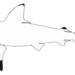 Tiburón de Pondicherry - Photo 
J.A.F. Garrick, sin restricciones conocidas de derechos (dominio publico)
