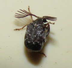 Megacerus