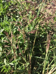 Eragrostis mexicana