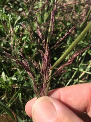 Eragrostis mexicana