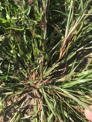 Eragrostis mexicana