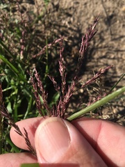 Eragrostis mexicana