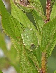 Chlorochroa persimilis