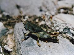 Brachaspis collinus