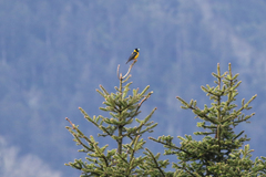 Mycerobas affinis