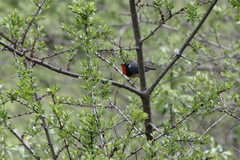 Calliope pectardens