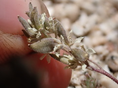 Draba breweri