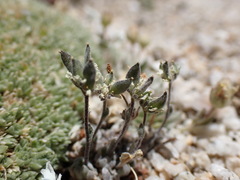 Draba breweri