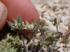 Draba breweri
