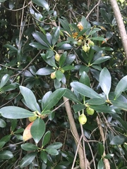 Ternstroemia