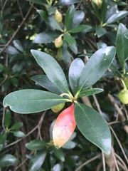 Ternstroemia