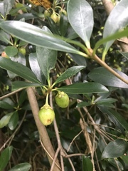 Ternstroemia