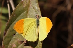 Afrodryas leda