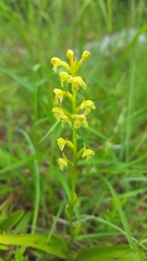 Platanthera flava