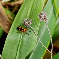 Oncopeltus guttaloides
