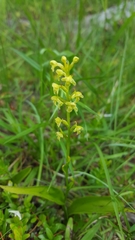Platanthera flava