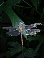 Anaciaeschna jaspidea