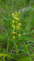 Platanthera flava