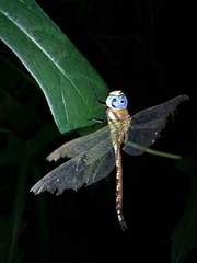 Anaciaeschna jaspidea