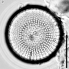 Stephanodiscus neoastraea