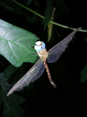 Anaciaeschna jaspidea