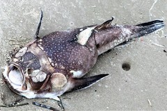 Astroscopus y-graecum