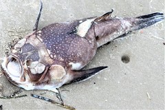 Astroscopus y-graecum