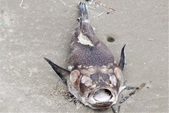 Astroscopus y-graecum