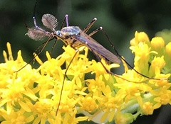 Toxorhynchites rutilus septentrionalis
