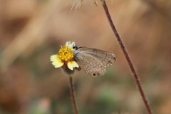 Euchrysops malathana