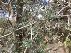 Condalia buxifolia