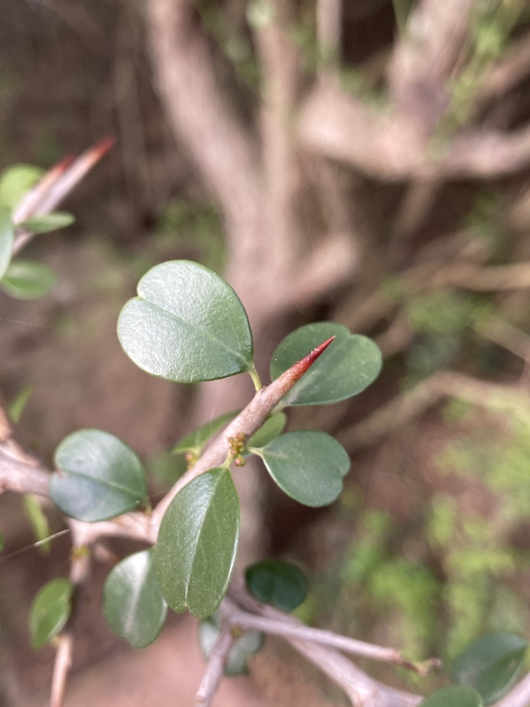 Condalia buxifolia