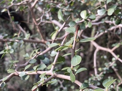 Condalia buxifolia