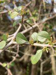 Condalia buxifolia