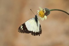 Colotis celimene