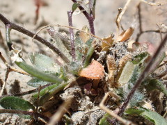 Draba albertina