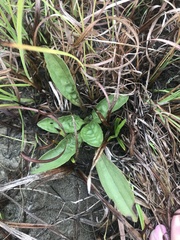Arnoglossum plantagineum