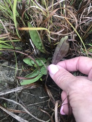 Arnoglossum plantagineum