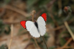 Colotis danae