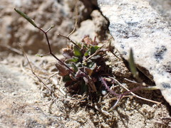 Draba albertina