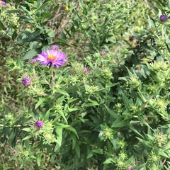 Symphyotrichum