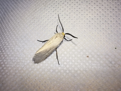 Pygarctia flavidorsalis